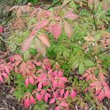 Euonymus alatus P2C